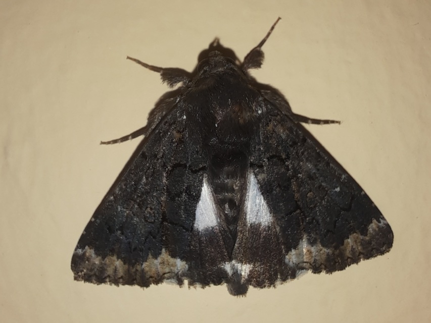 Catephia alchymista - fekete övesbagoly