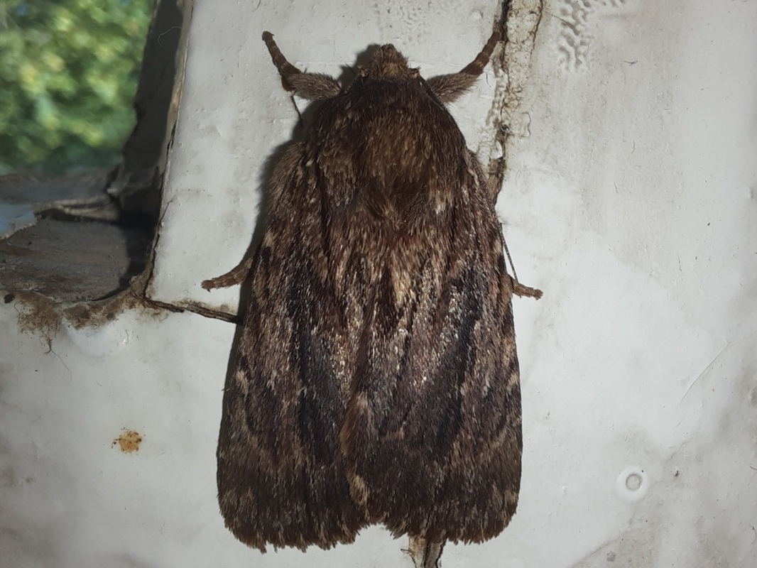 Pyrois cinnamomea - ritka fahéjszínűbagoly