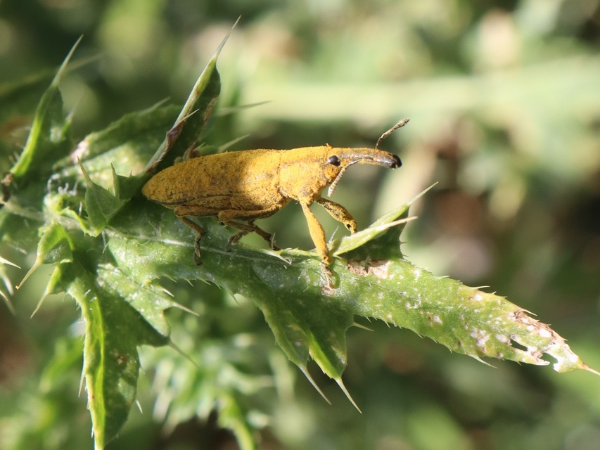 Lixus pulverulentus - mályvafúró dudvabarkó
