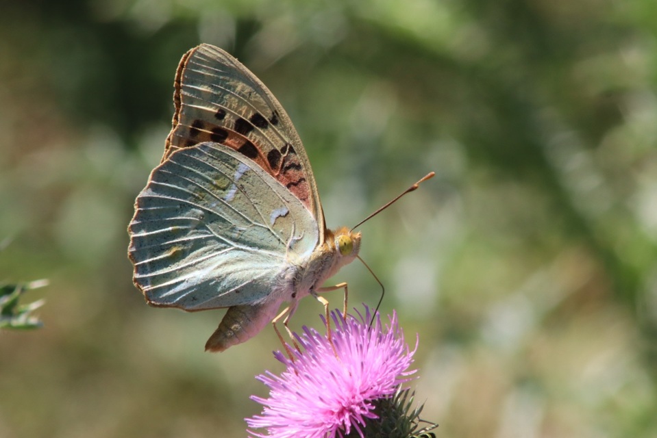 Argynnis pandora - zöldes gyöngyházlepke