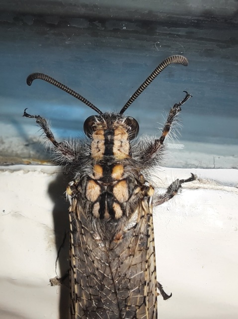 Acanthaclisis occitanica - pusztai hangyaleső