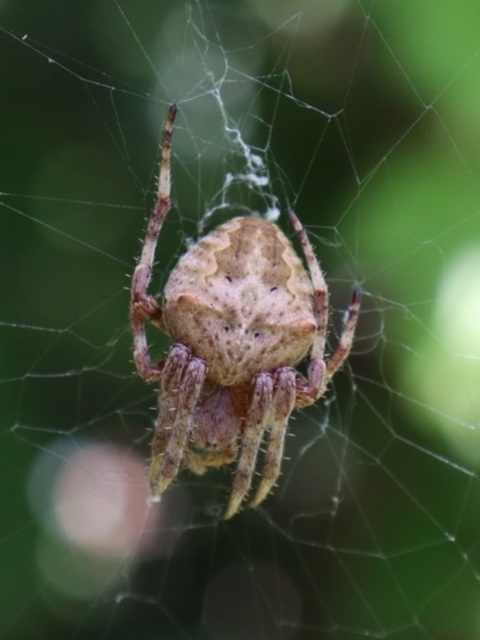 Araneus circe/angulatus