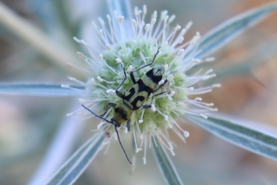 Chlorophorus varius - díszes darázscincér