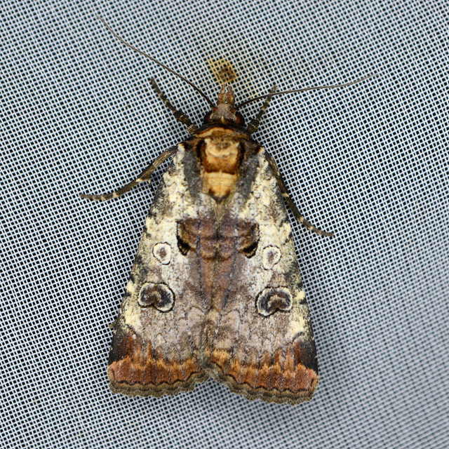 Epilecta linogrisea - karcsú sárgafűbagoly