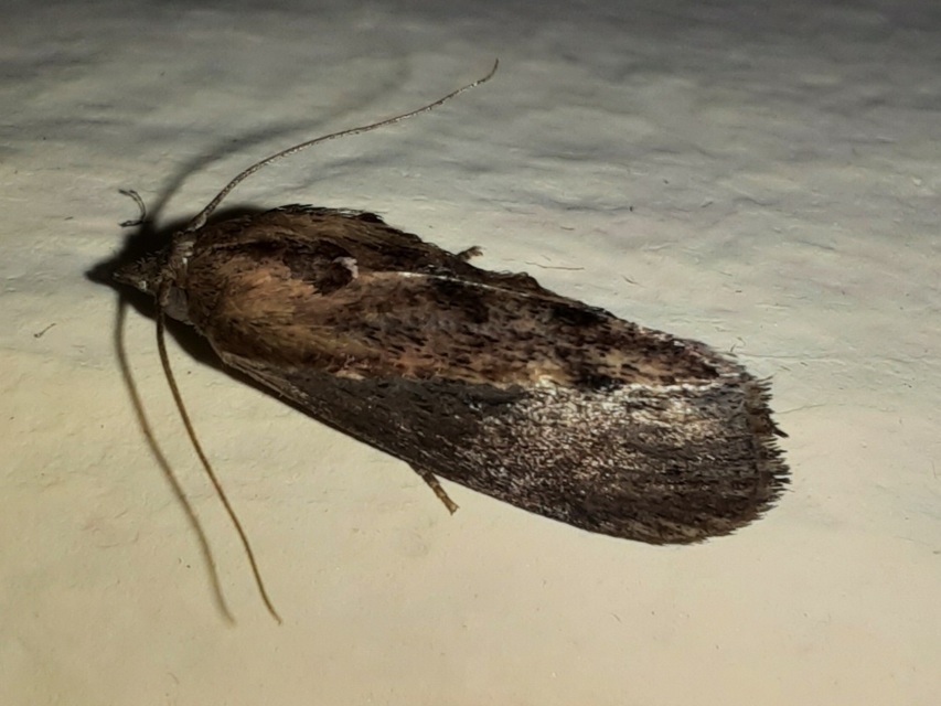 Galleria mellonella - nagy viaszmoly
