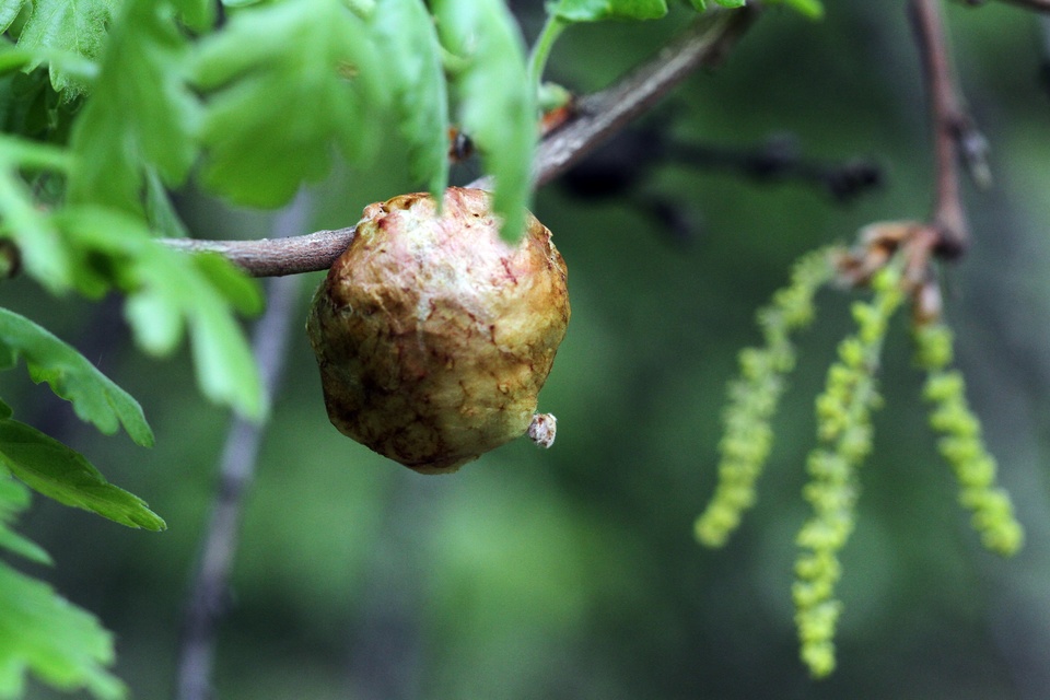 Hymenoptera - Hártyásszárnyúak