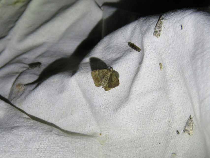 Xanthorhoe quadrifasiata - négysávos tarkaaraszoló