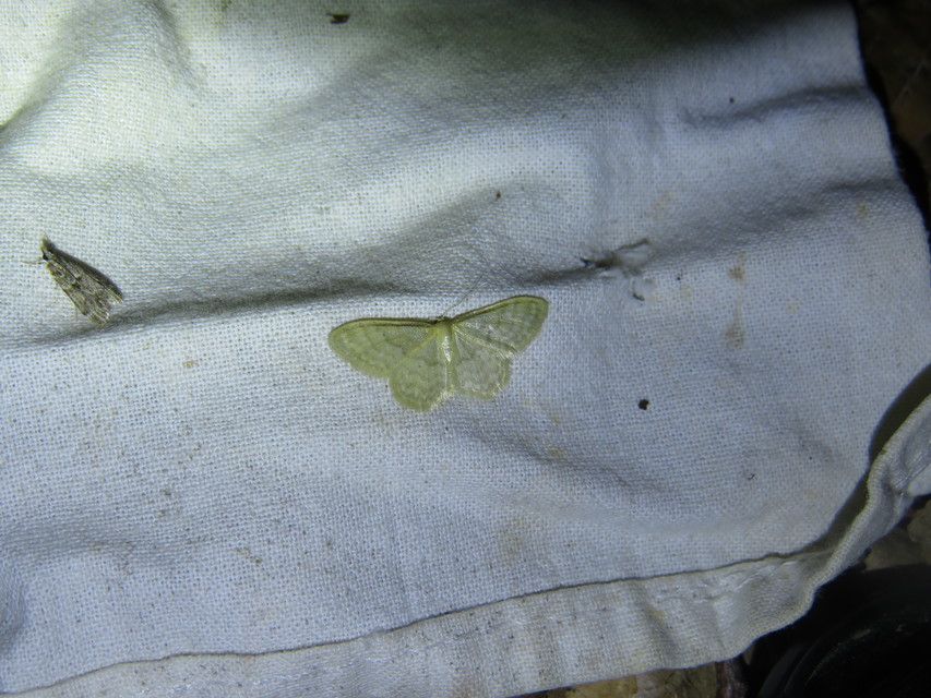 Idaea dilutaria - napvirág-apróaraszoló