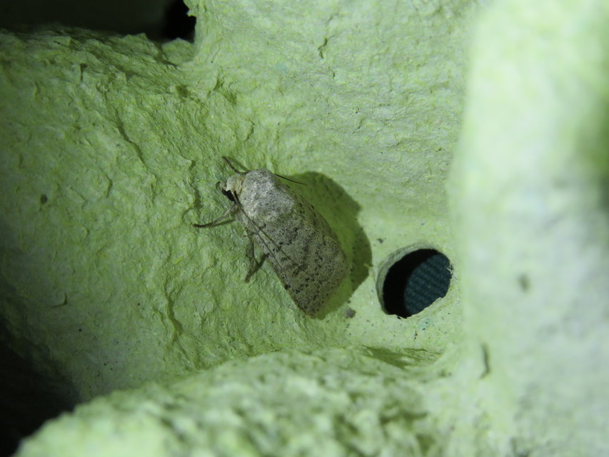 Hoplodrina respersa - bogáncs-selymesbagoly