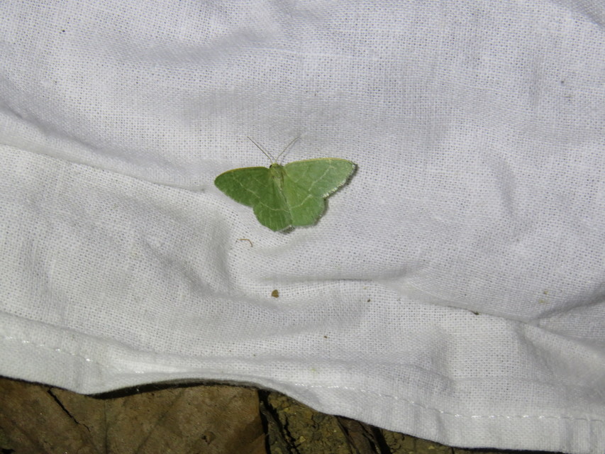 Thalera fimbrialis - csipkésszélű zöldaraszoló
