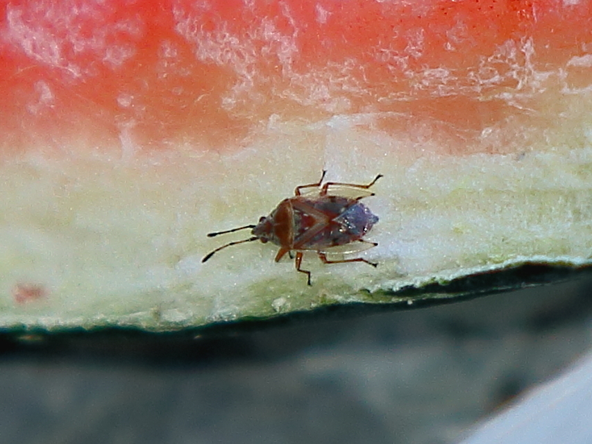 Kleidocerys resedae - nyírbodobács