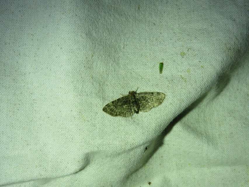 Pasiphila rectangulata - almavirág-araszoló