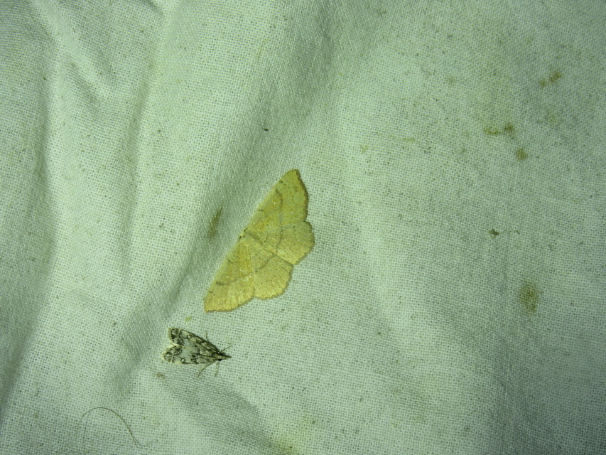Cyclophora ruficiliaria - vörösrojtú pettyesaraszoló
