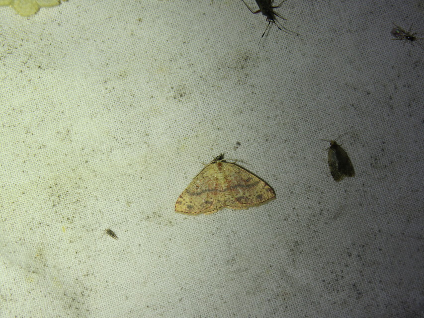 Cyclophora porata - körös pettyesaraszoló
