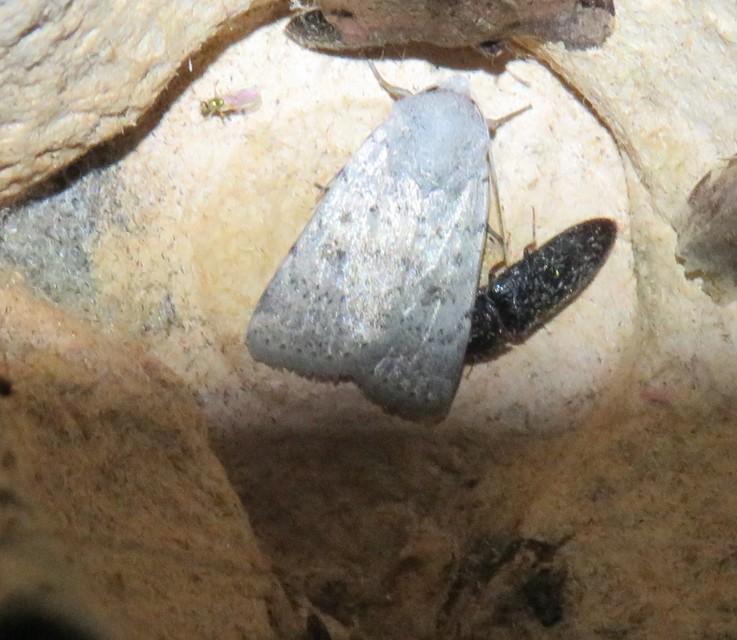 Hoplodrina respersa - bogáncs-selymesbagoly