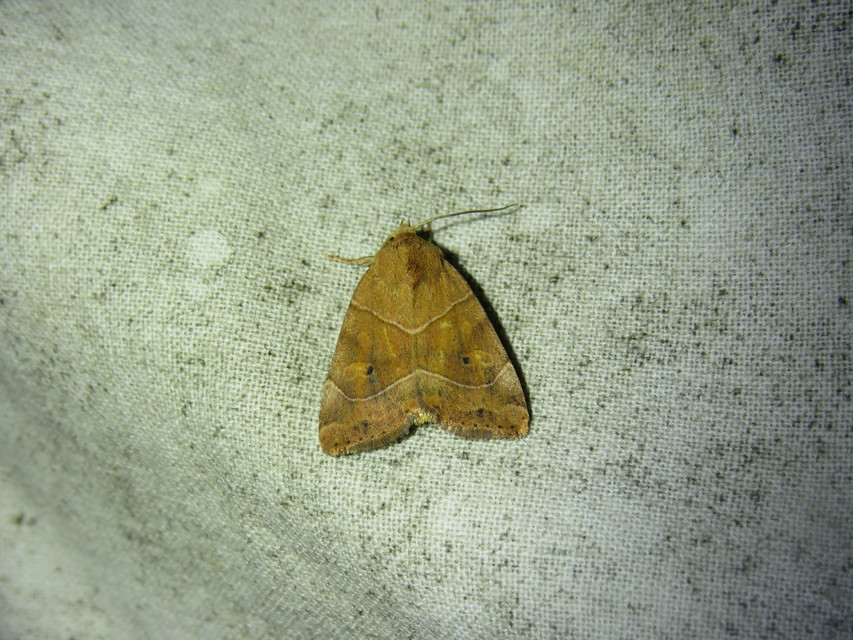 Cosmia trapezina - közönséges lombbagoly