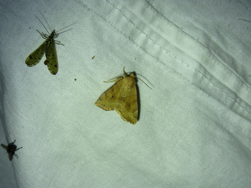 Cosmia trapezina - közönséges lombbagoly