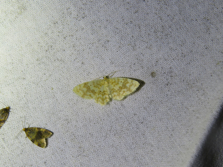 Hydrelia flammeolaria - narancssárga araszoló