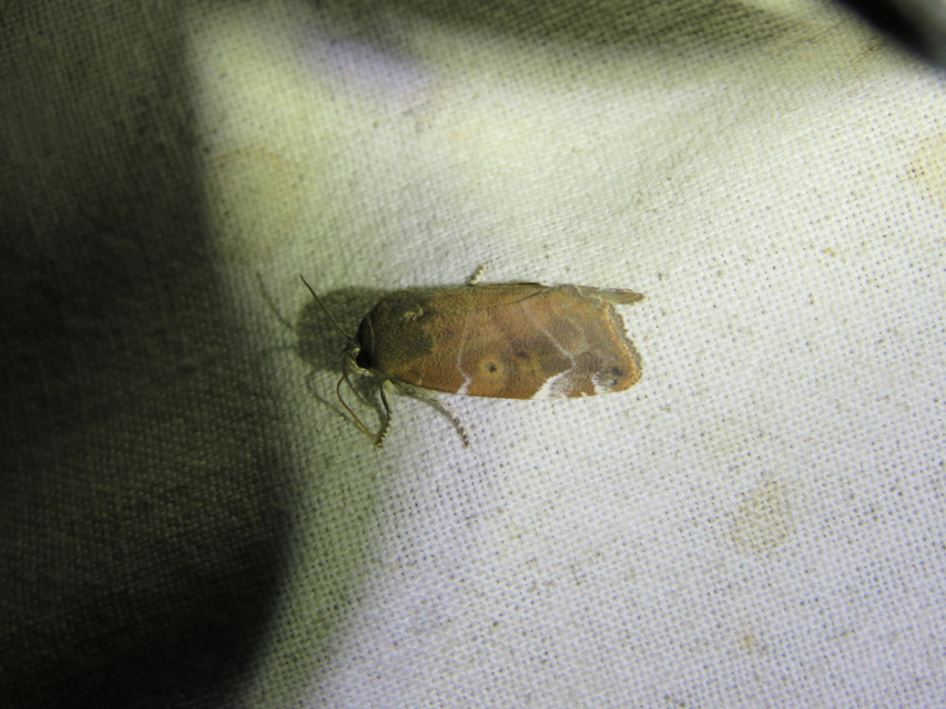 Cosmia affinis - barna lombbagoly