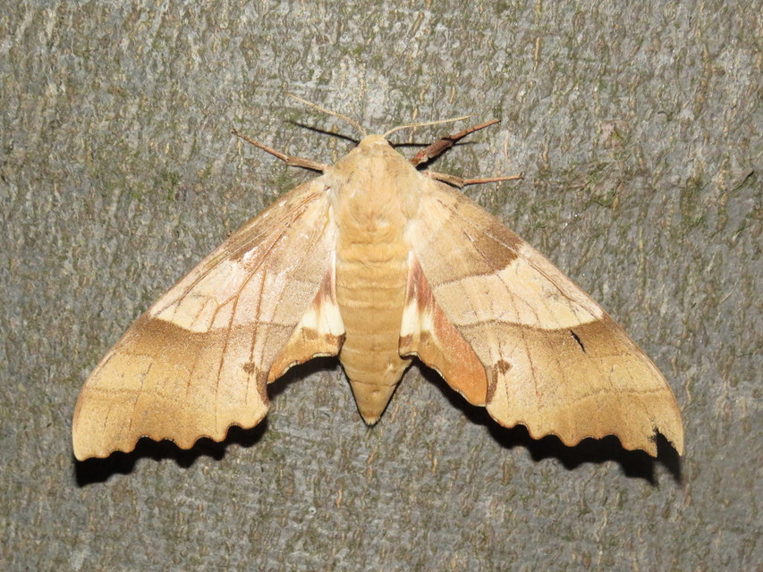 Marumba quercus - tölgyfaszender