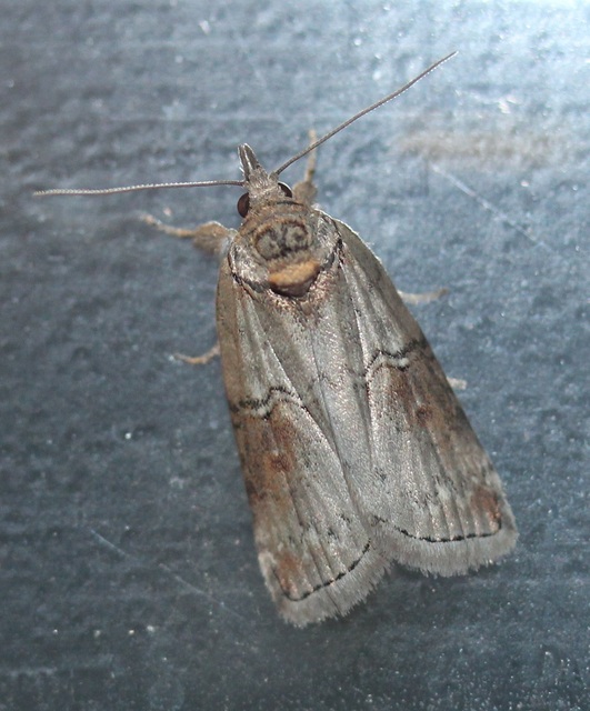Nycteola asiatica - nyárfa-trapézbagoly