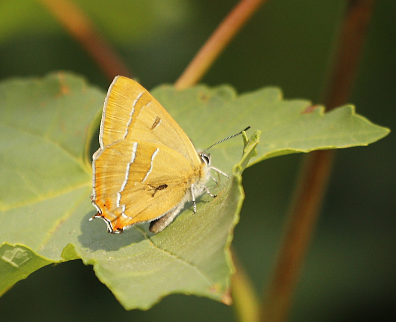 Thecla betulae - nyírfalepke