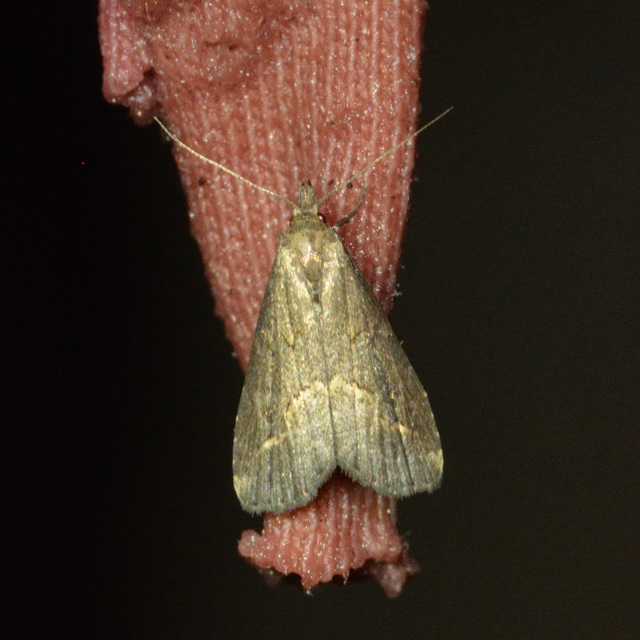 Schrankia costaestrigalis - keskenyszárnyú karcsúbagoly