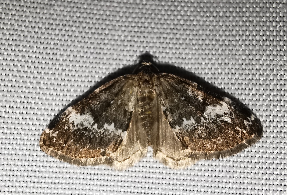 Perizoma alchemillata - árvacsalán-araszoló