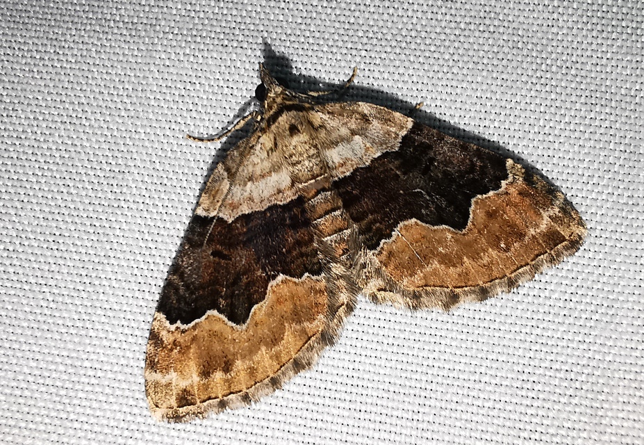 Xanthorhoe quadrifasiata - négysávos tarkaaraszoló