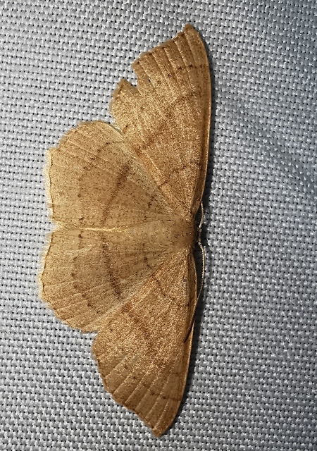 Cyclophora ruficiliaria - vörösrojtú pettyesaraszoló