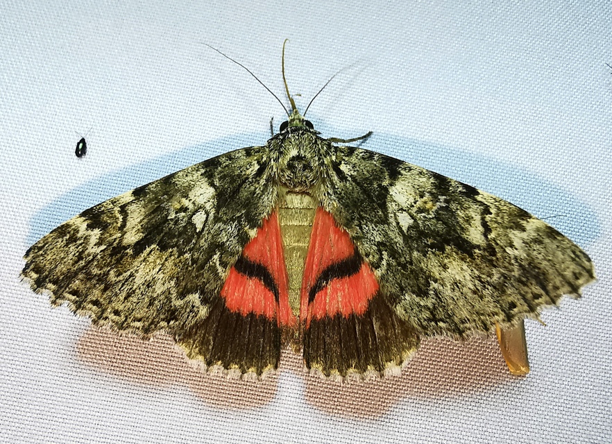 Catocala promissa - kis tölgyfa-övesbagoly