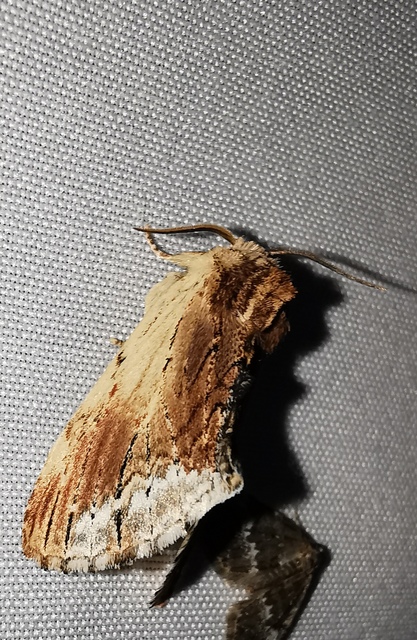 Ptilodon cucullina - csuklyás púposszövő