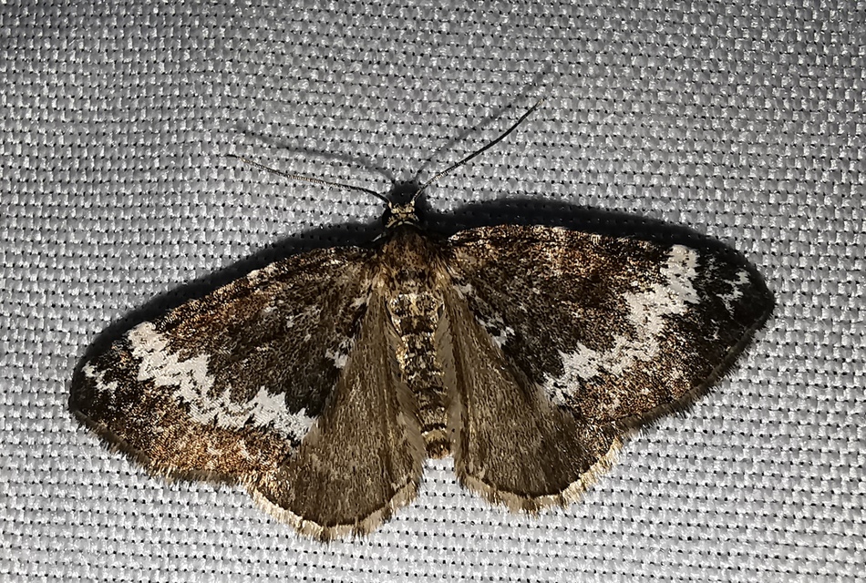 Perizoma alchemillata - árvacsalán-araszoló