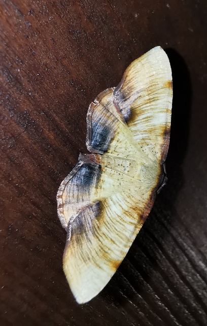Plagodis dolabraria - baltaszárnyú araszoló