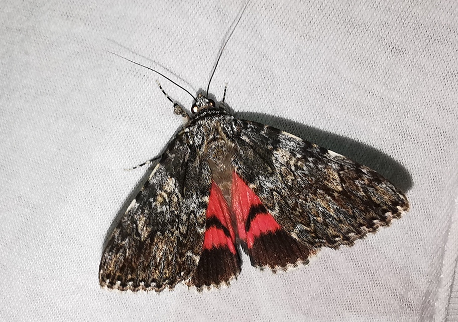 Catocala promissa - kis tölgyfa-övesbagoly