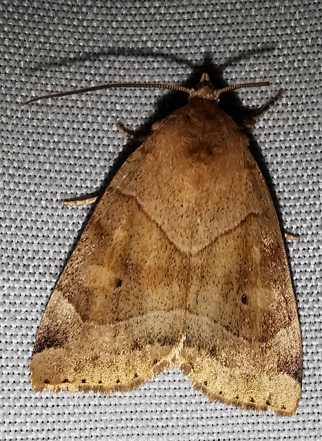 Cosmia trapezina - közönséges lombbagoly