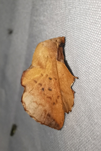 Phyllodesma tremulifolia - nyárlevélpohók