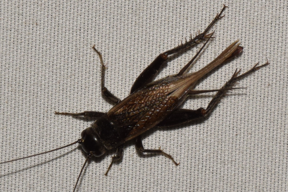 Eumodicogryllus bordigalensis - bordói tücsök