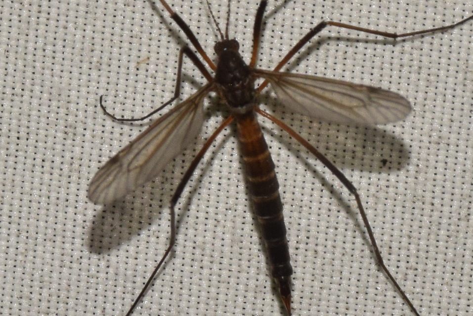Nigrotipula nigra