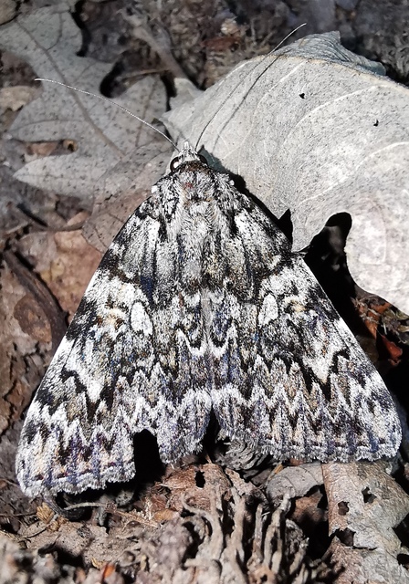 Catocala promissa - kis tölgyfa-övesbagoly