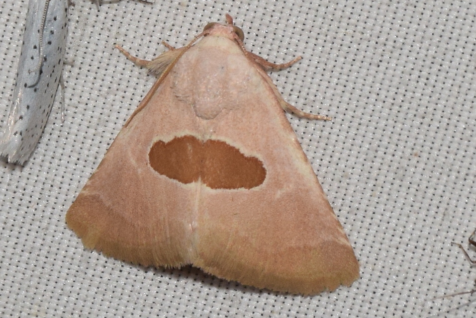Calymma communimacula - pajzstetűfaló bagoly