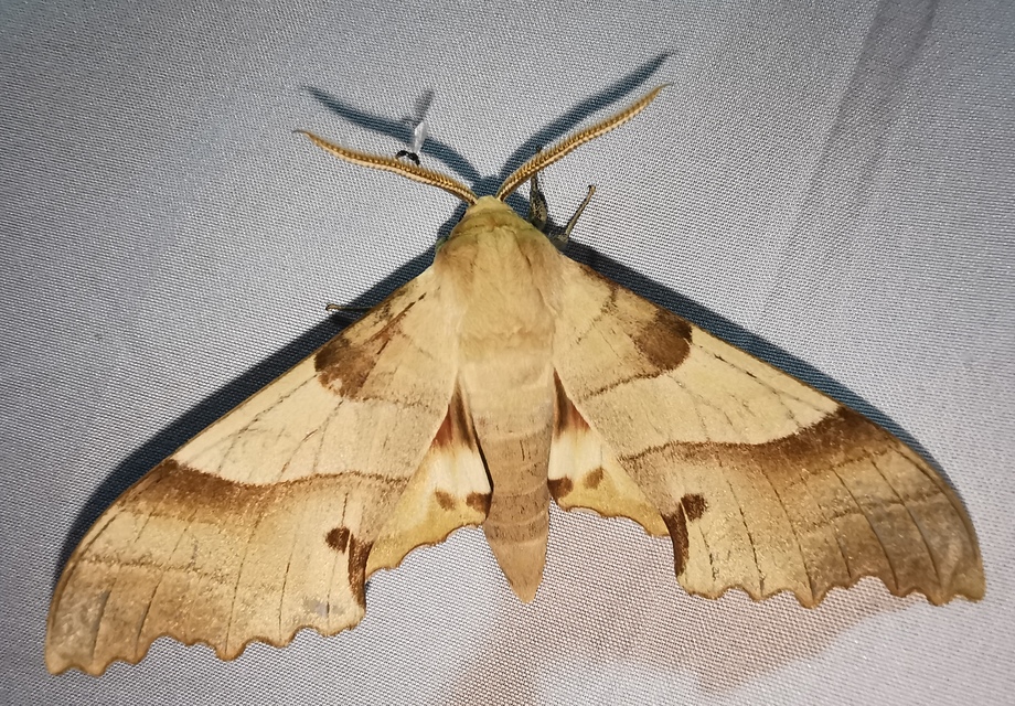 Marumba quercus - tölgyfaszender