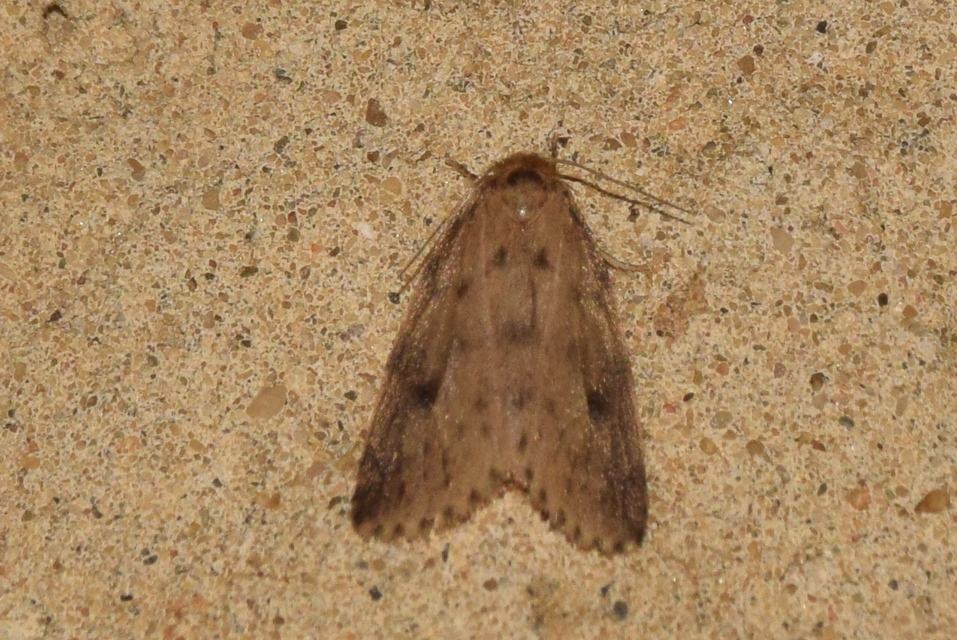 Thumata senex - mocsári medvelepke