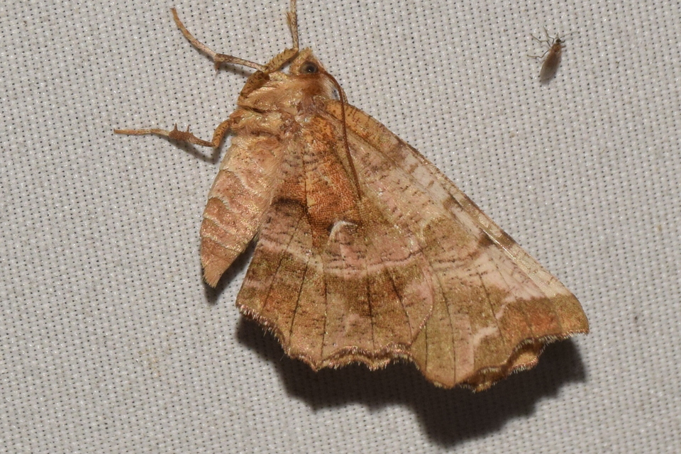 Selenia dentaria - kétfoltos holdasaraszoló