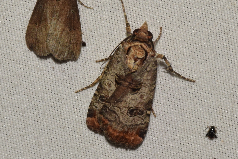 Epilecta linogrisea - karcsú sárgafűbagoly