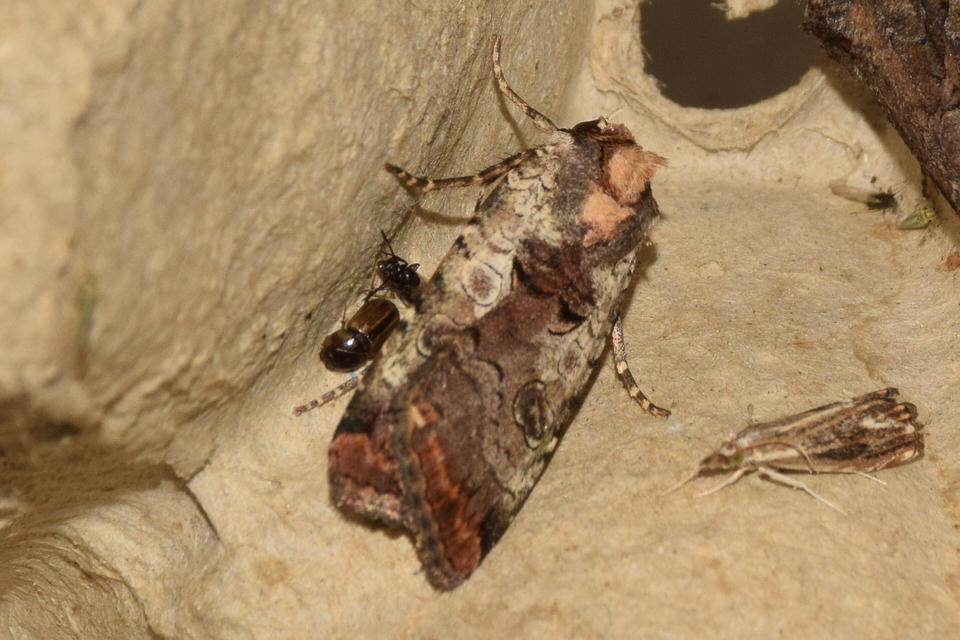 Epilecta linogrisea - karcsú sárgafűbagoly