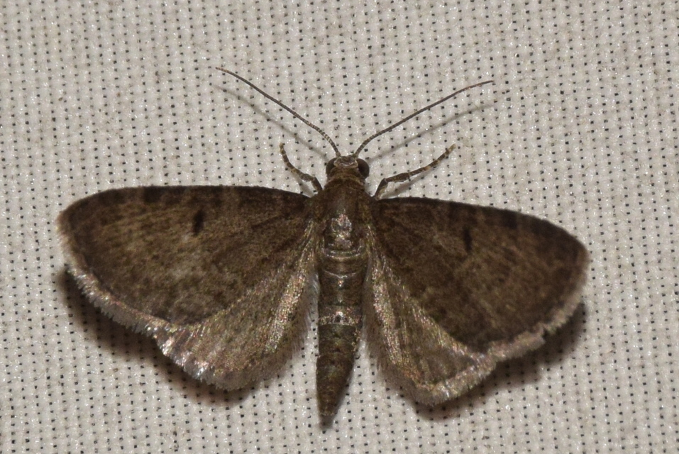 Eupithecia selinata - lápi törpearaszoló