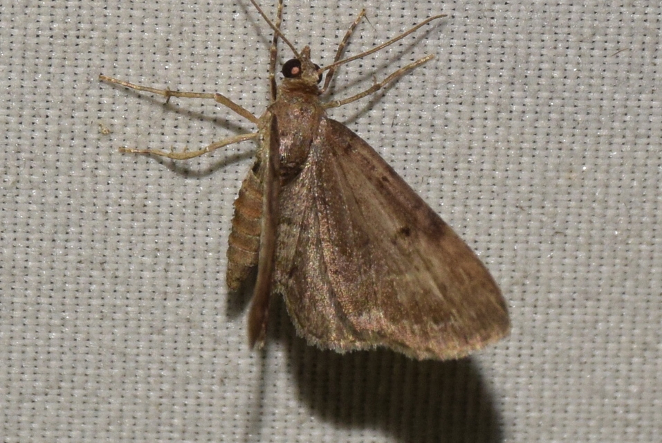 Eupithecia absinthiata - üröm-törpearaszoló