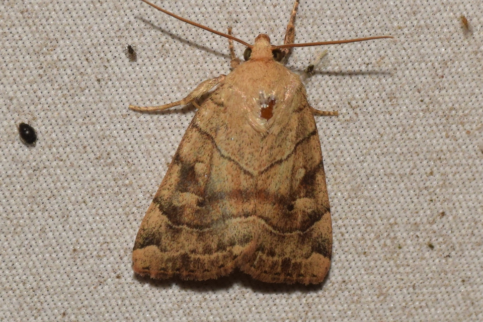 Cosmia trapezina - közönséges lombbagoly