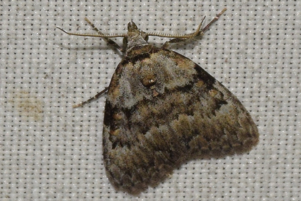 Meganola strigula - hamvas pamacsosszövő